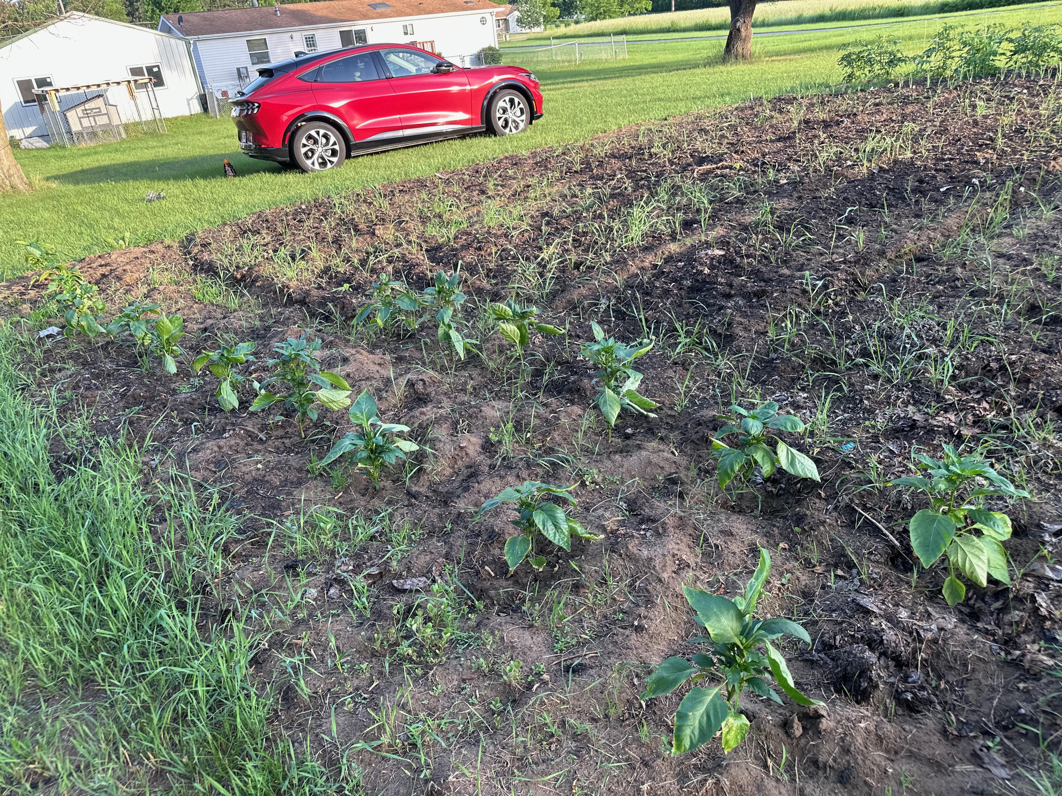 Pepper transplants in the ground at Phil's Plot