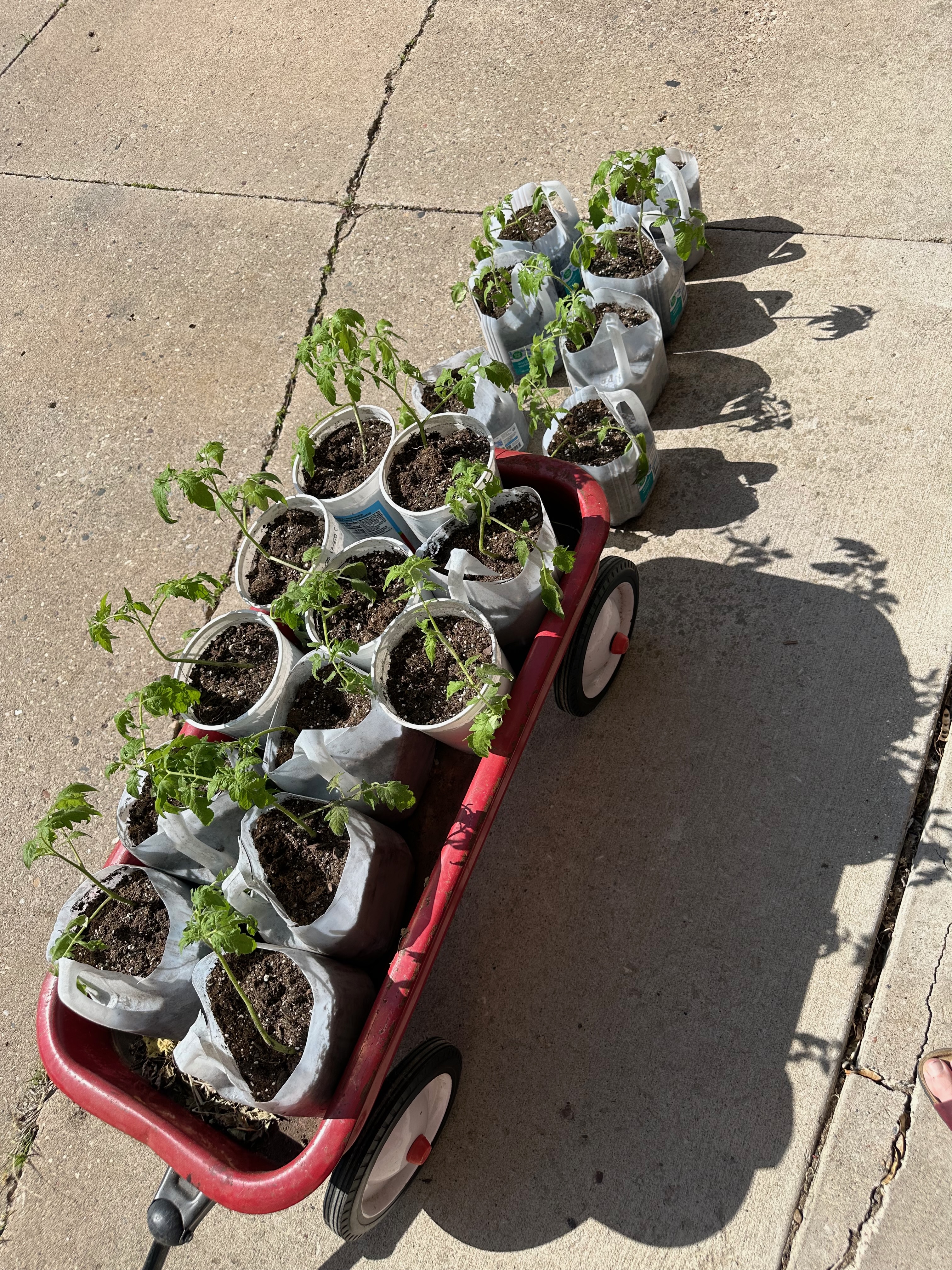 Seedlings in a red wagon outside for hardening off—gradually getting used to sun, wind, and outdoor temperatures