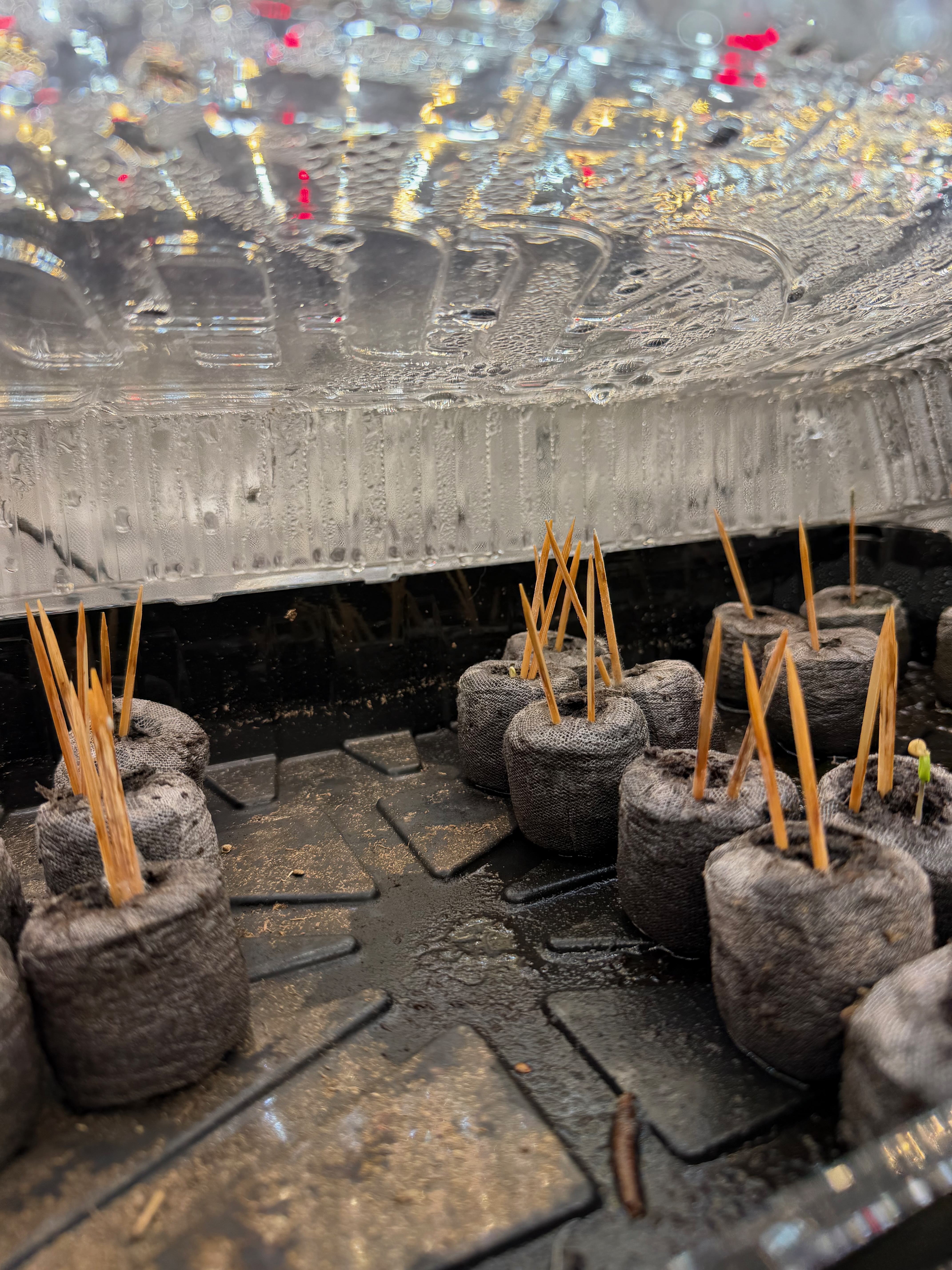 Peat pellets under a humidity dome with toothpick markers to identify different pepper varieties—keeping moisture consistent while seeds germinate