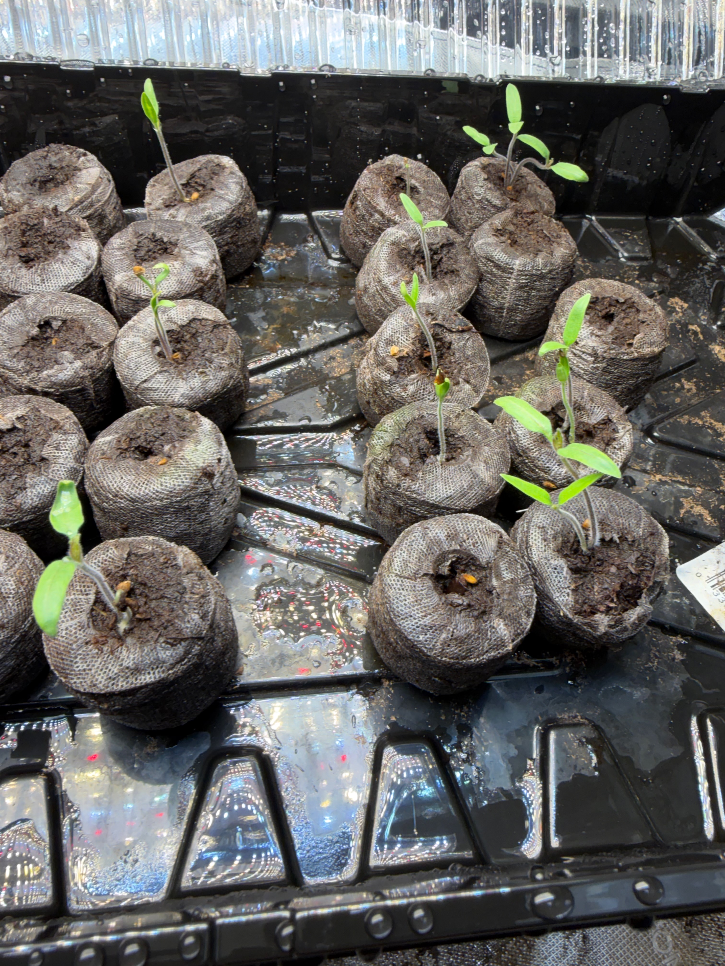 Pepper seedlings sprouting in peat pellets inside the grow tent