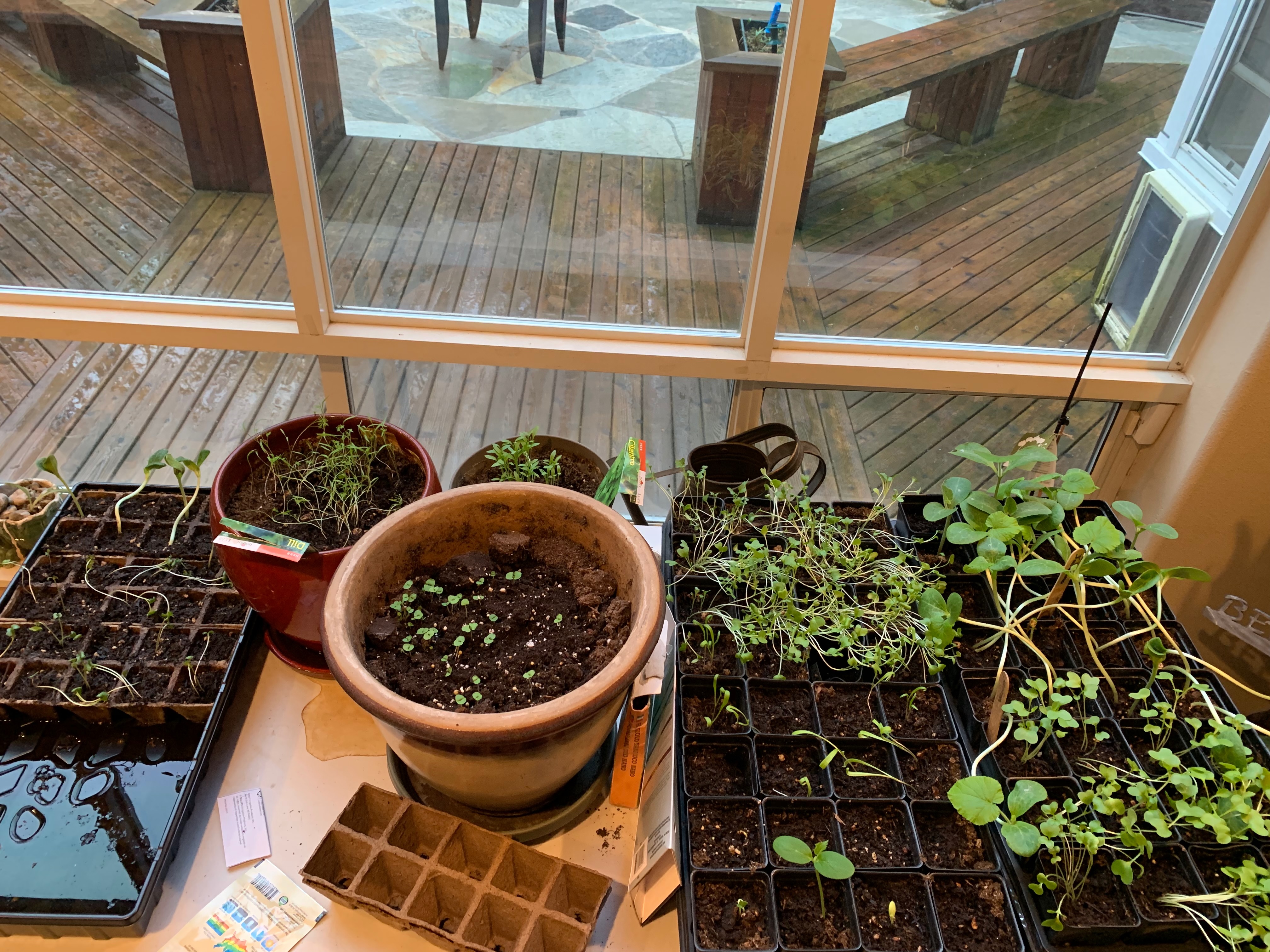 Seedlings started on a table by a sunny window—trays, reused pots, and plenty of natural light